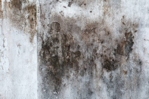 Mold Odor Removal Services in Punta Gorda, FL