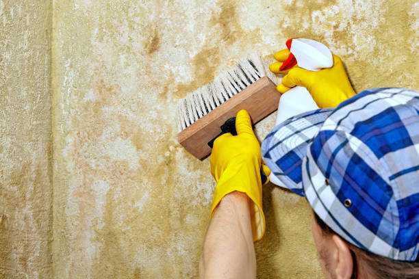 Professional Mold Removal in Punta Gorda, FL